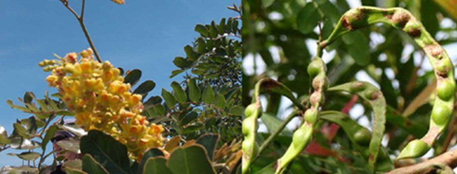 SEPPIC amplía su gama de polímeros naturales con SOLAGUM TARA