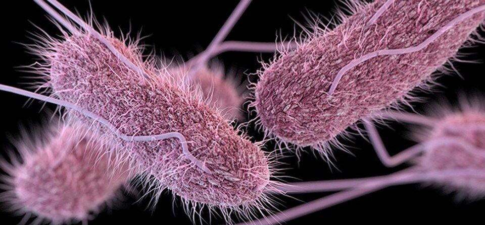 Notificación a la OIE de la presencia de Salmonella gallinarum en Hidalgo, México